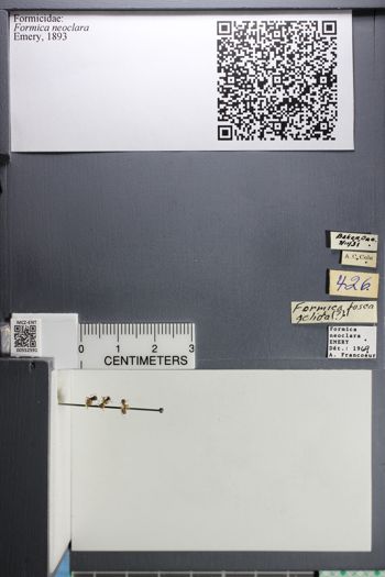 Media type: image;   Entomology 552591